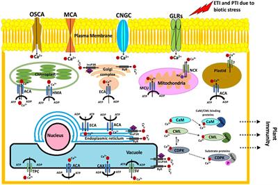 Plant Defense Responses to Biotic Stress and Its Interplay With Fluctuating Dark/Light Conditions